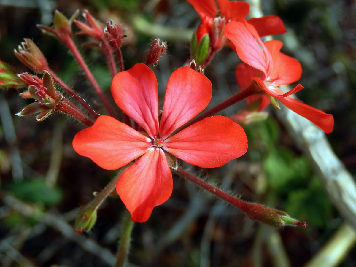 1_Kakostovité: Pelergónie (Pelargonium)