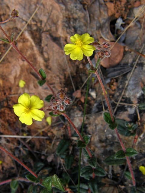 Devaterník penízkovitý (Helianthemum nummularium (L.) Mill.)