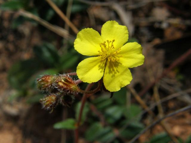 Devaterník penízkovitý (Helianthemum nummularium (L.) Mill.)