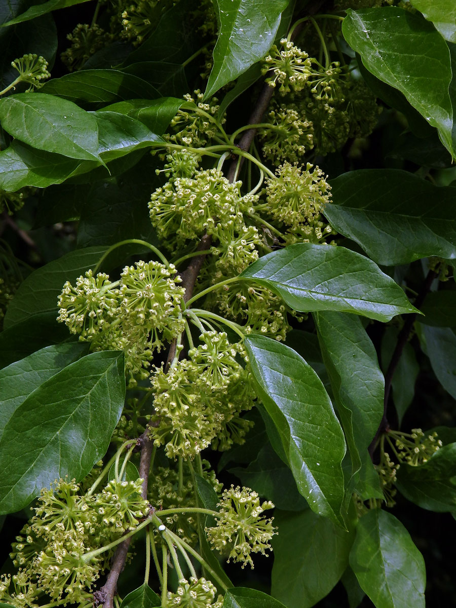 Maklura oranžová (Maclura pomifera (Raf.) C. K. Schneid.)