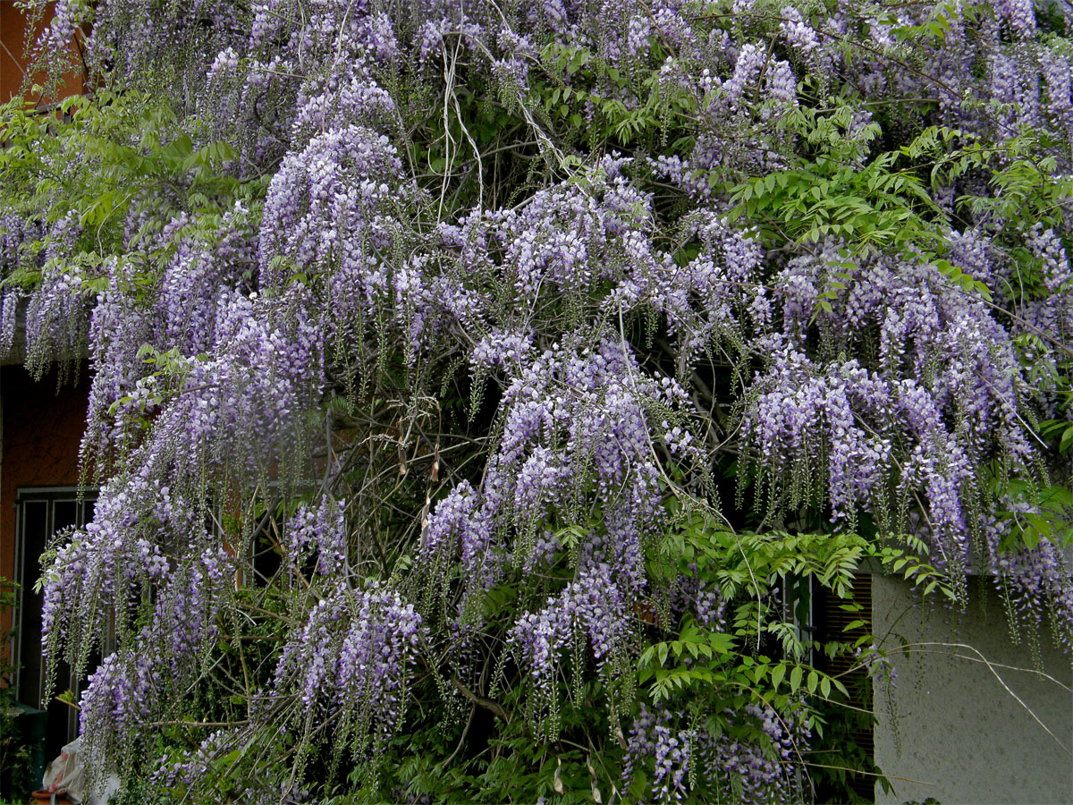 Vistárie čínská (Wisteria sinensis (Sims) Sweet)