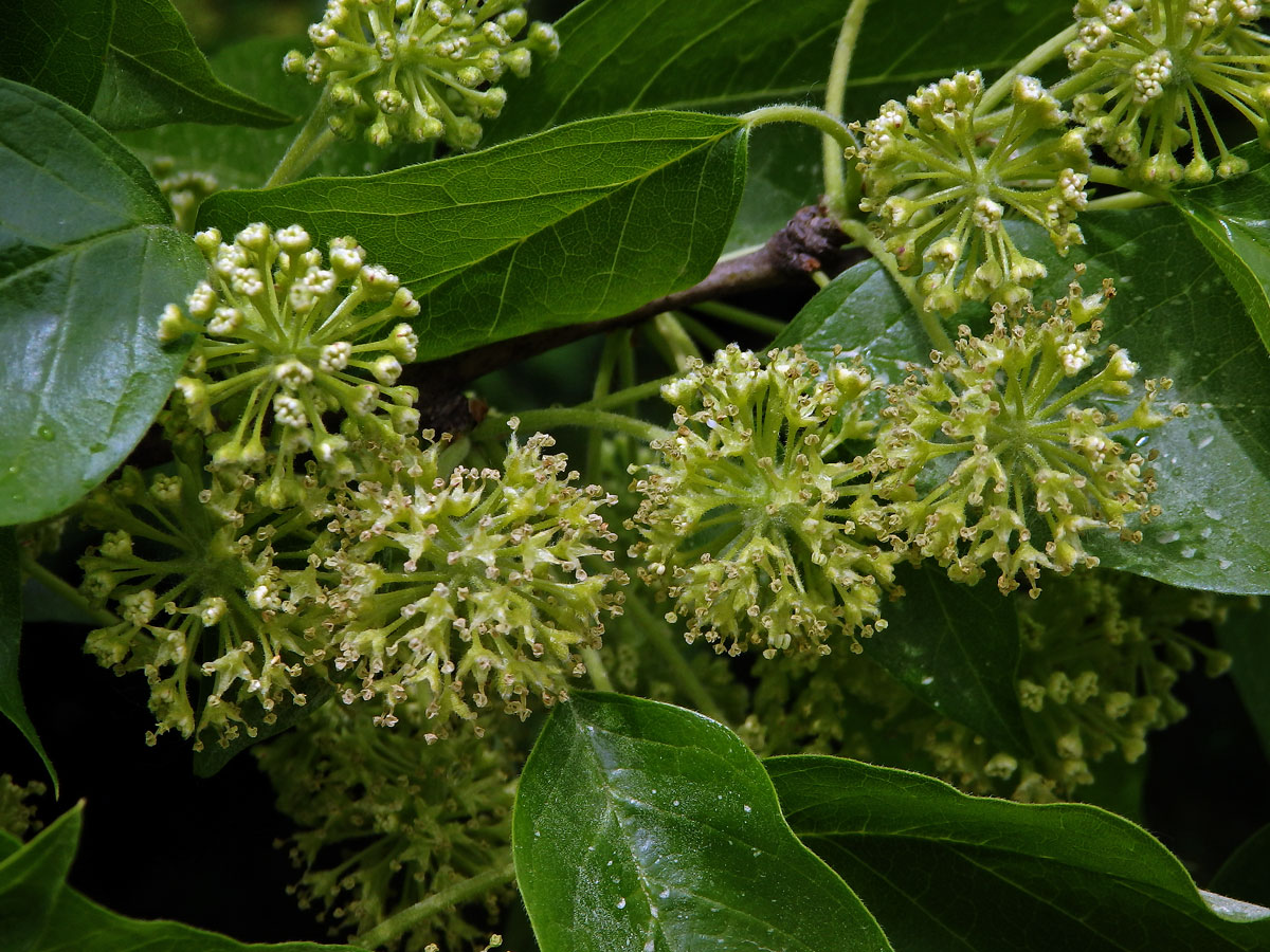 Maklura oranžová (Maclura pomifera (Raf.) C. K. Schneid.)