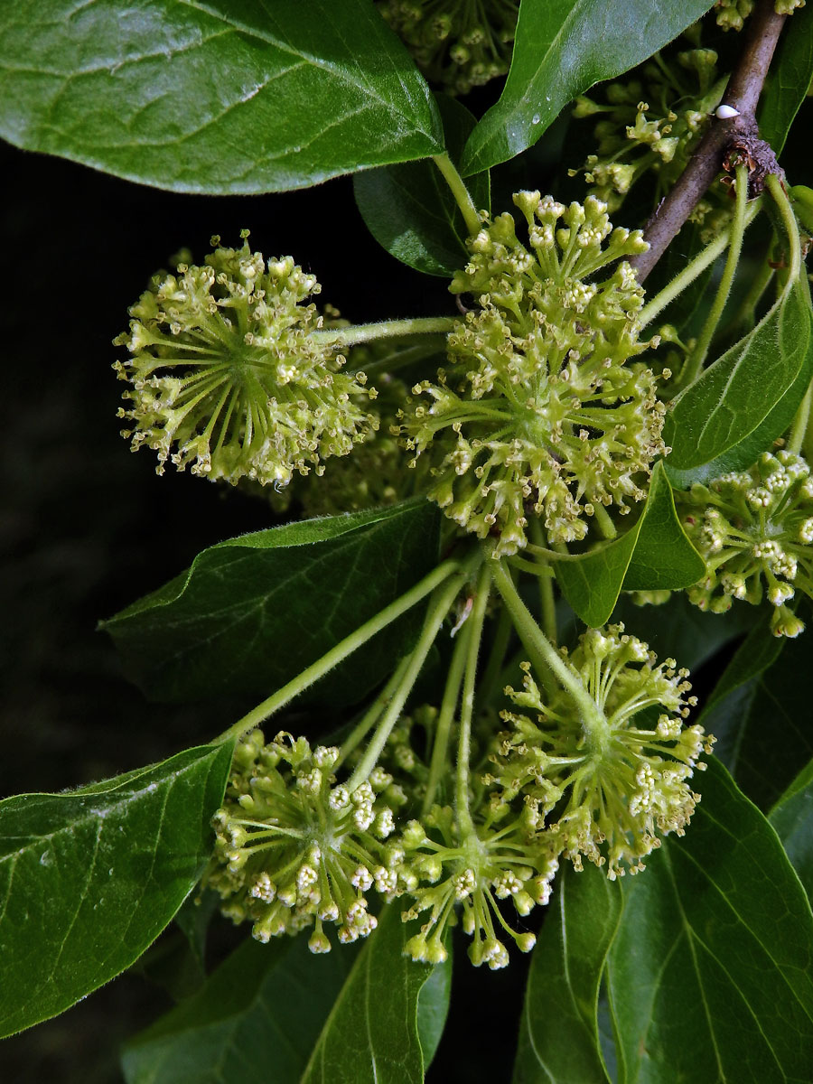 Maklura oranžová (Maclura pomifera (Raf.) C. K. Schneid.)