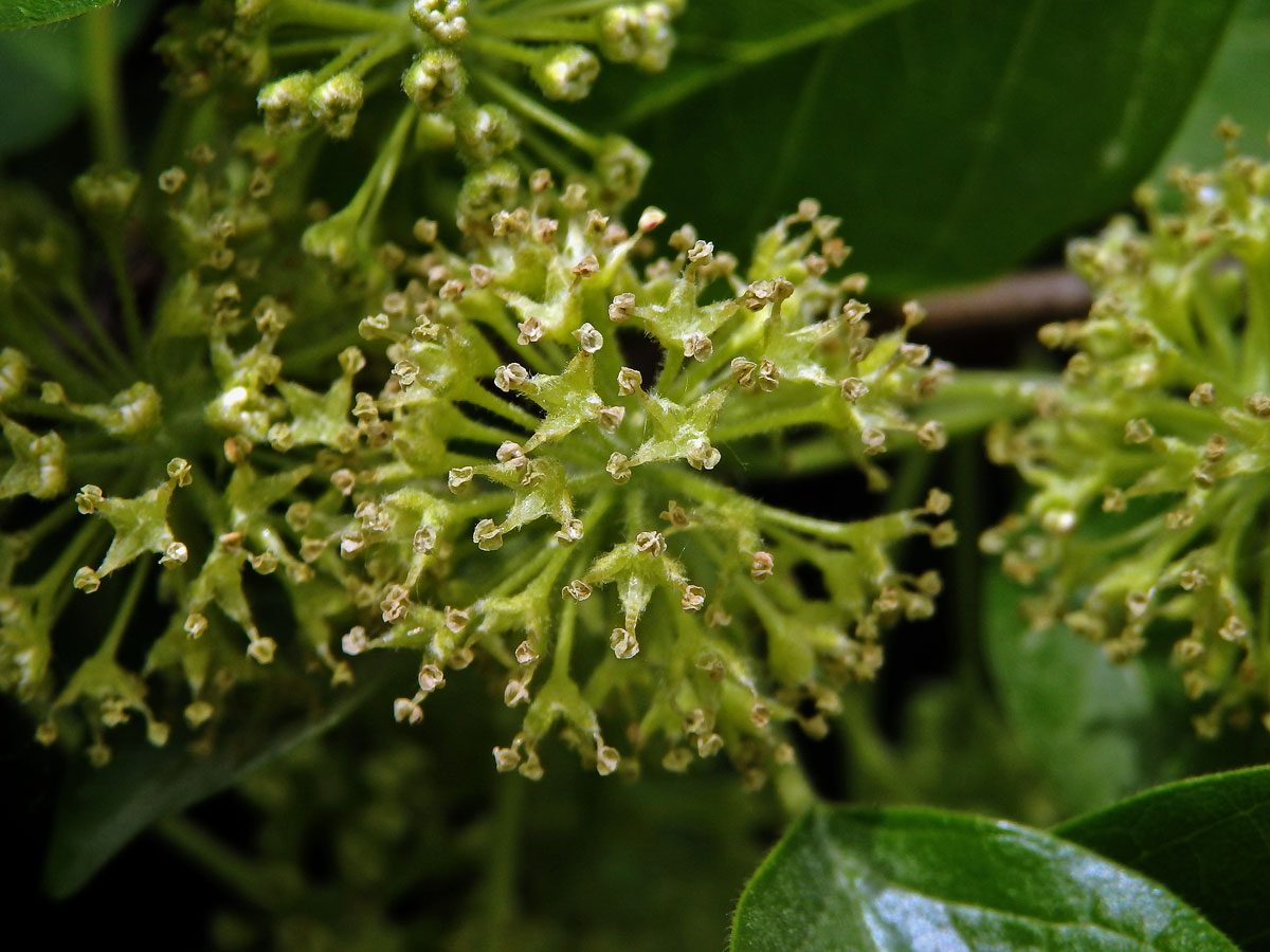 Maklura oranžová (Maclura pomifera (Raf.) C. K. Schneid.)