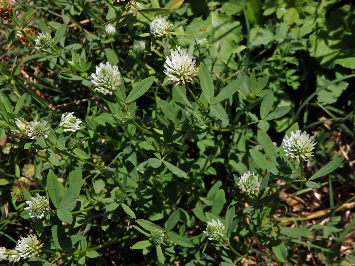 Jetel egyptský (Trifolium alexandrinum L.)