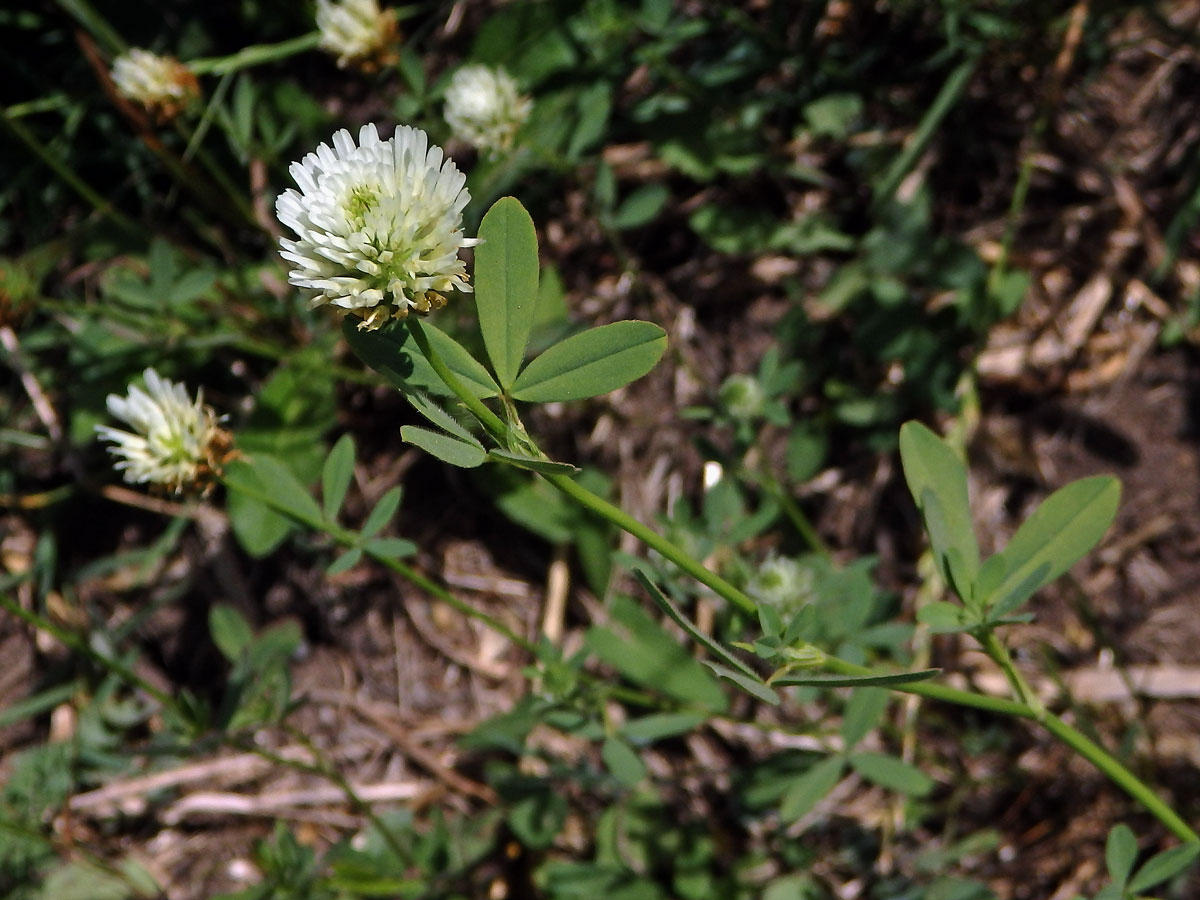 Jetel egyptský (Trifolium alexandrinum L.)