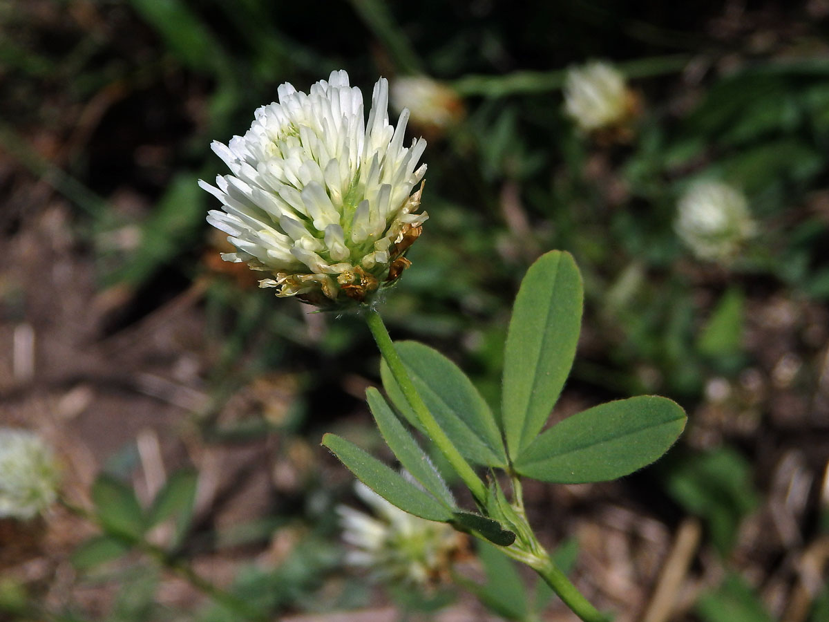 Jetel egyptský (Trifolium alexandrinum L.)