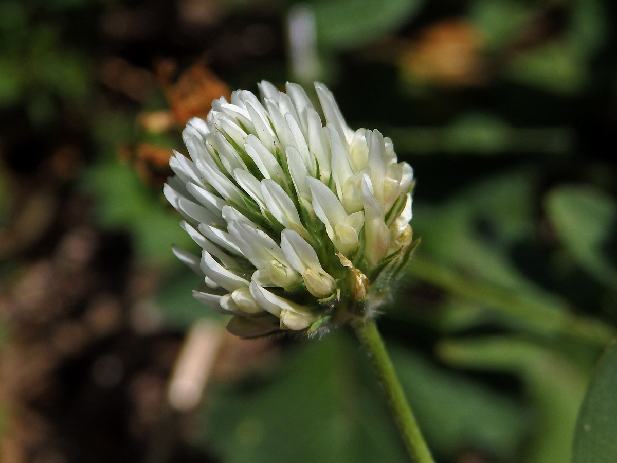 Jetel egyptský (Trifolium alexandrinum L.)