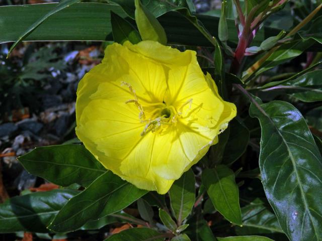 Pupalka velkoplodá (Oenothera macrocarpa Nutt.)