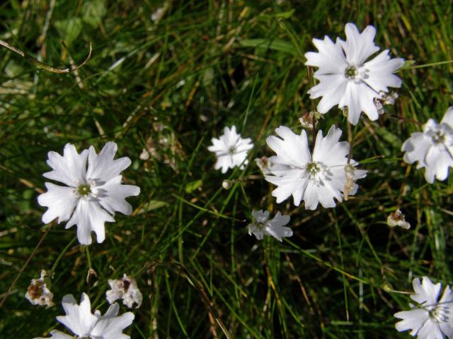 Silenečka alpská (Silene alpestris Jacq.)