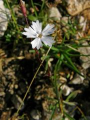 Silenečka alpská (Silene alpestris Jacq.)