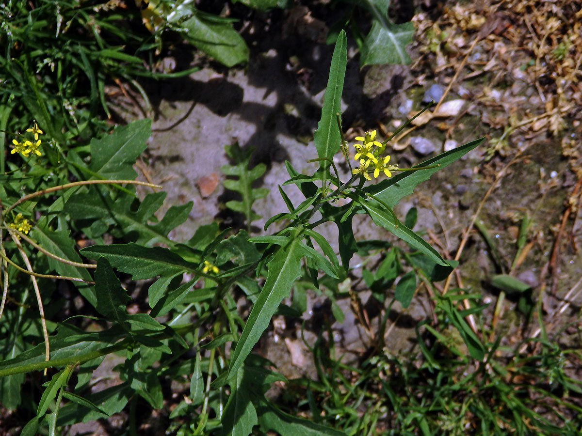 Křez zední (Diplotaxis muralis (L.) DC.)