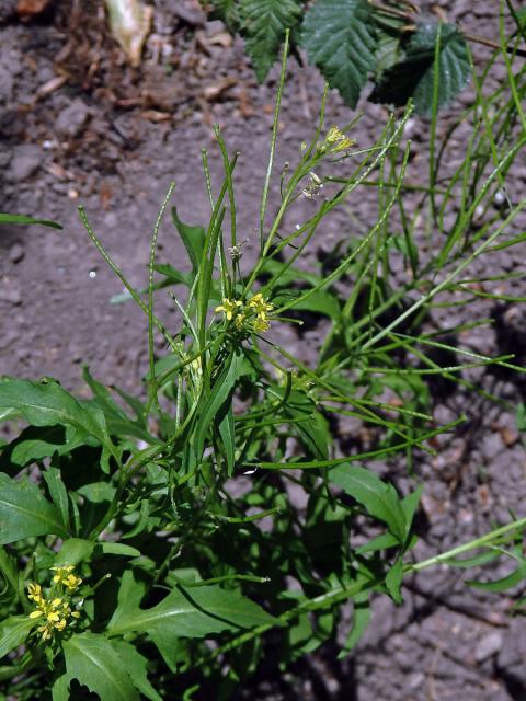 Křez zední (Diplotaxis muralis (L.) DC.)