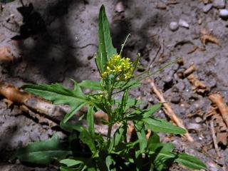 Křez zední (Diplotaxis muralis (L.) DC.)