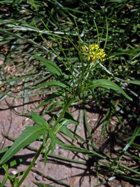 Křez zední (Diplotaxis muralis (L.) DC.)