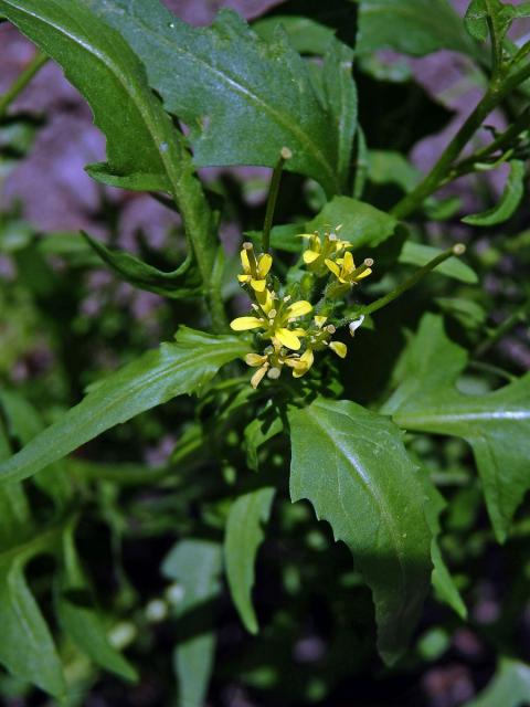 Křez zední (Diplotaxis muralis (L.) DC.)