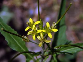 Křez zední (Diplotaxis muralis (L.) DC.)