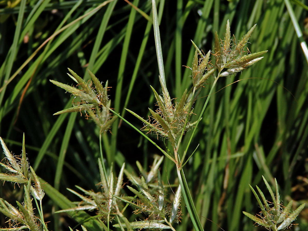 3_Šáchorovité: Šáchor (Cyperus)