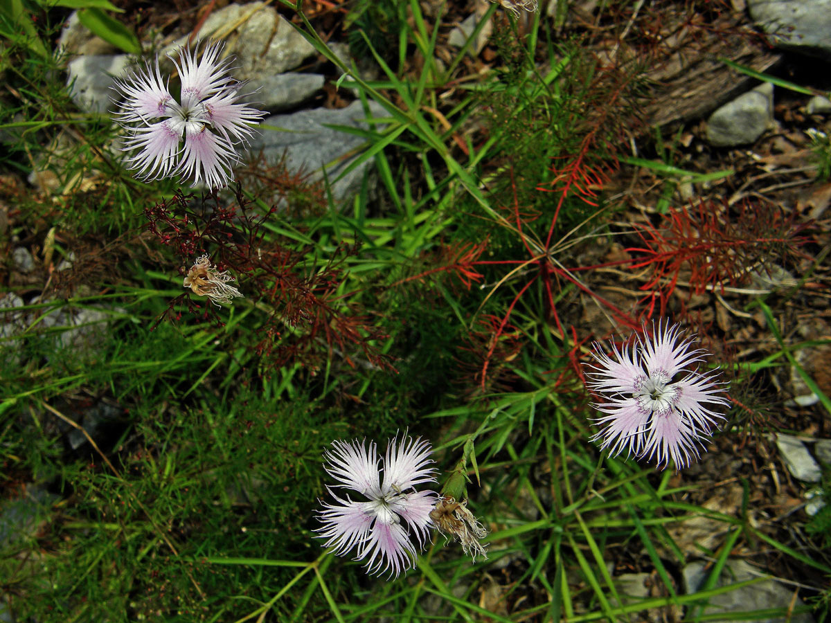 Hvozdník Sternbergův (Dianthus sternbergii Sieber ex Capelli)