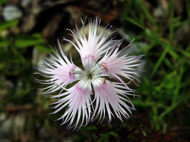 Hvozdník Sternbergův (Dianthus sternbergii Sieber ex Capelli)