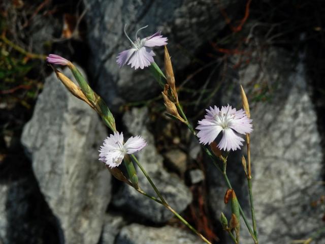 6_Hvozdíkovité: Hvozdík (Dianthus)