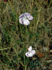 6_Hvozdíkovité: Hvozdík (Dianthus)