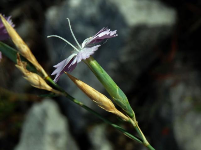 6_Hvozdíkovité: Hvozdík (Dianthus)