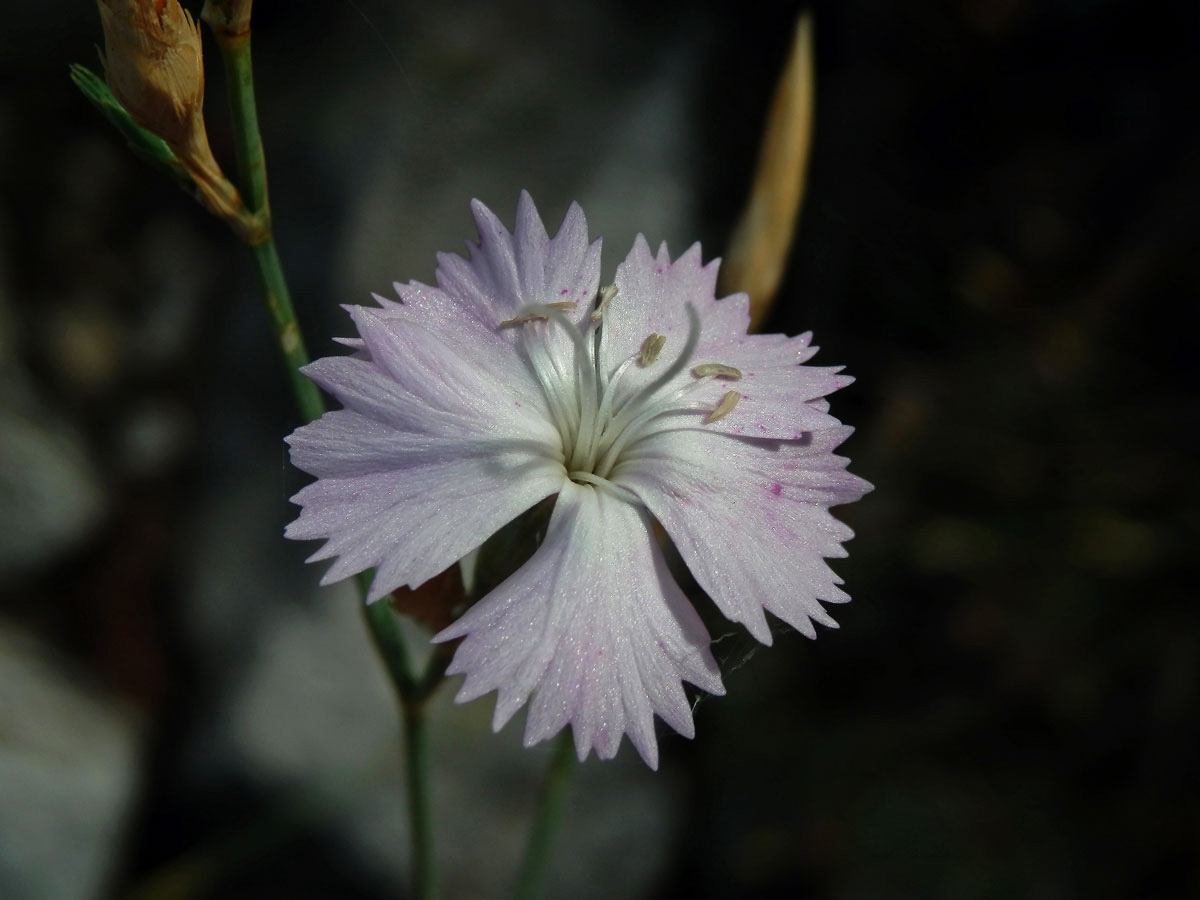 6_Hvozdíkovité: Hvozdík (Dianthus)