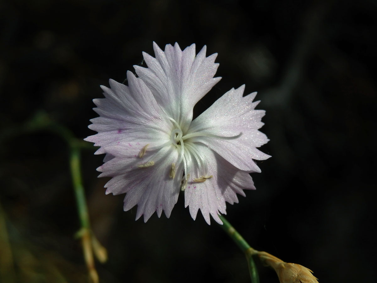 6_Hvozdíkovité: Hvozdík (Dianthus)