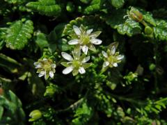 Mateřka brvitá (Moehringia ciliata (Scop.) Dalla Torre)