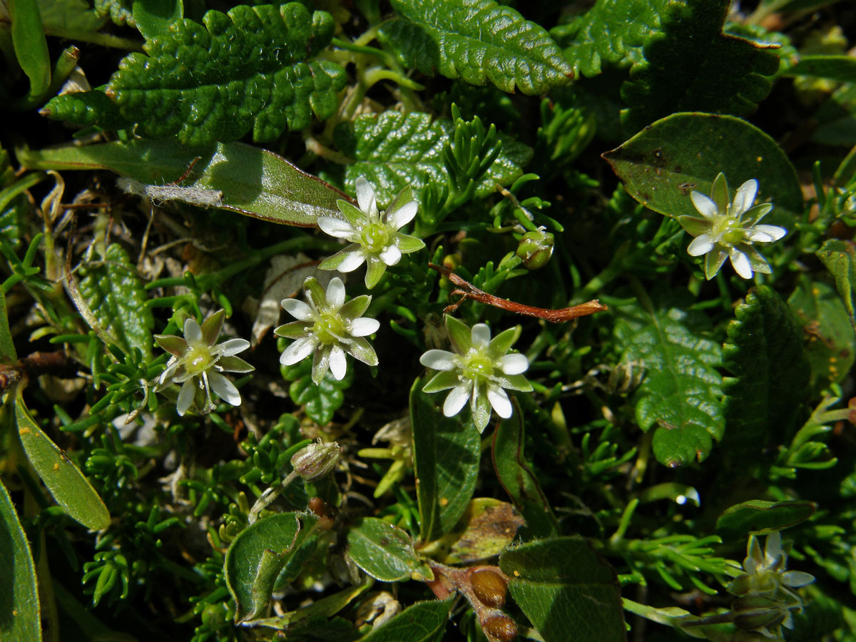 Mateřka brvitá (Moehringia ciliata (Scop.) Dalla Torre)