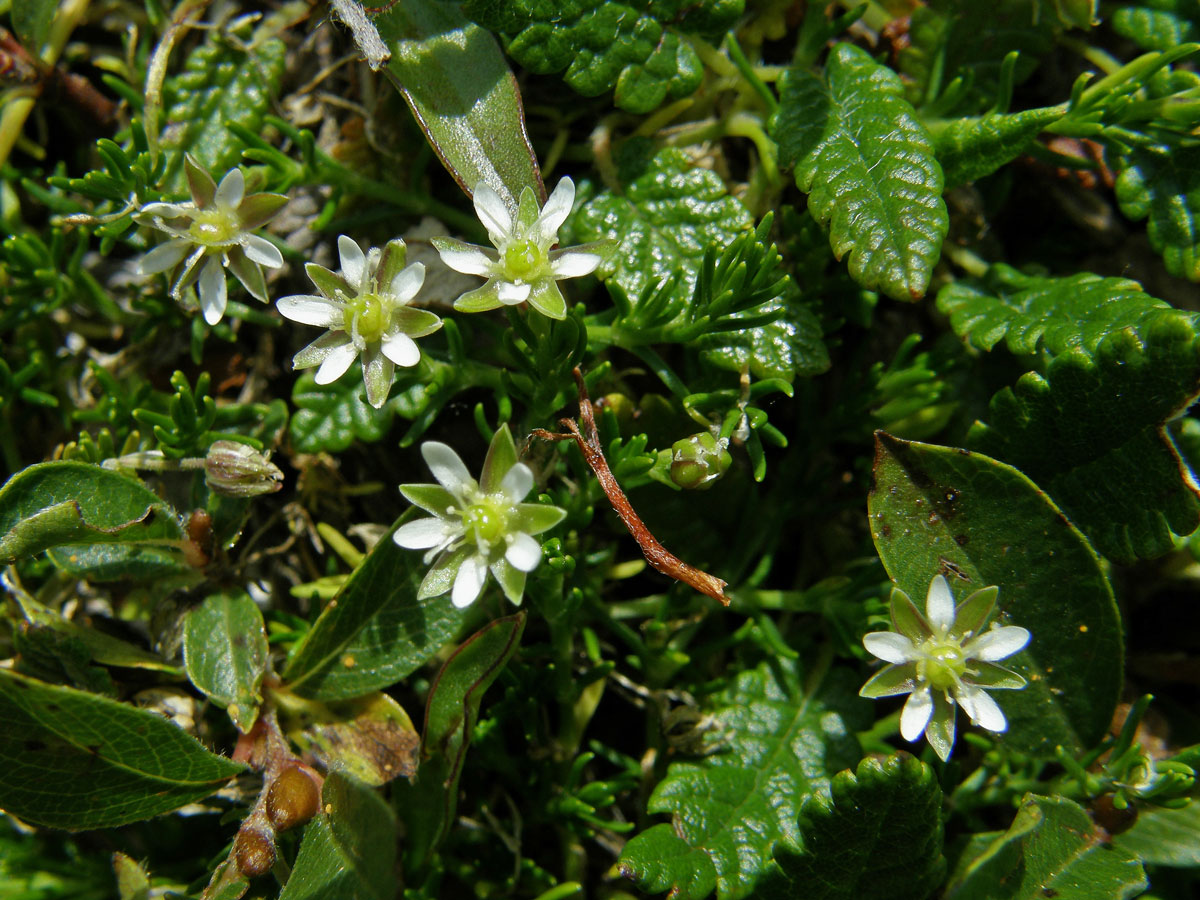 Mateřka brvitá (Moehringia ciliata (Scop.) Dalla Torre)