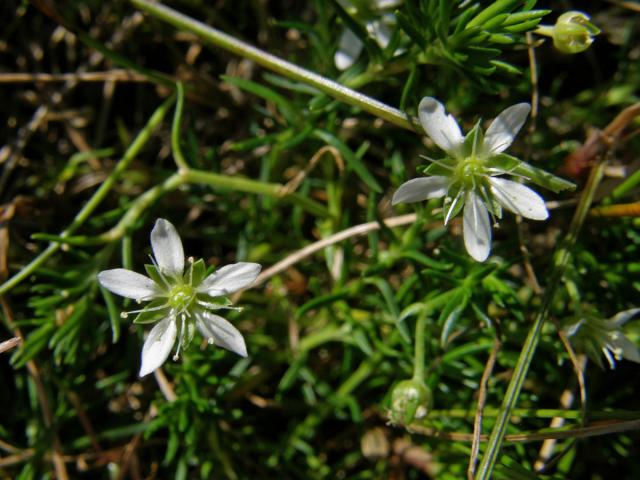 Mateřka brvitá (Moehringia ciliata (Scop.) Dalla Torre)