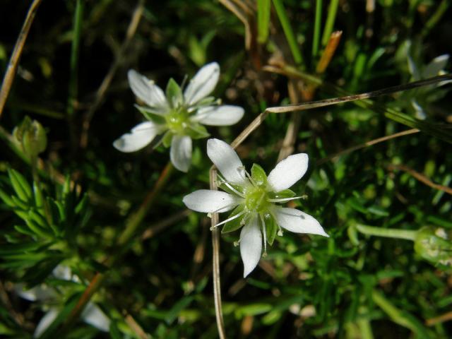 Mateřka brvitá (Moehringia ciliata (Scop.) Dalla Torre)