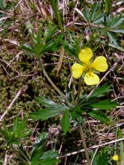 Mochna nátržník (Potentilla erecta (L.) Rauschel)