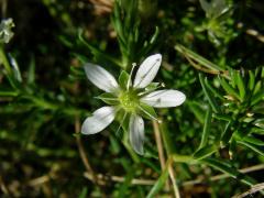 Mateřka brvitá (Moehringia ciliata (Scop.) Dalla Torre)