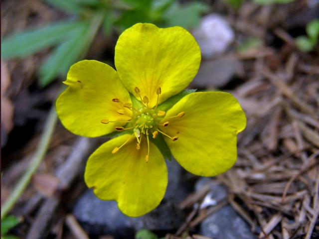 Mochna nátržník (Potentilla erecta (L.) Rauschel)