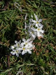 Euploca ternata (Vahl) J. I. M. Melo & Semir