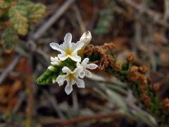 Euploca ternata (Vahl) J. I. M. Melo & Semir