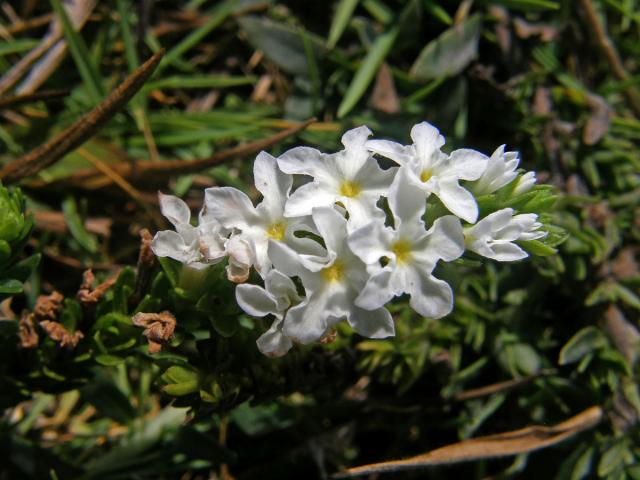 Euploca ternata (Vahl) J. I. M. Melo & Semir