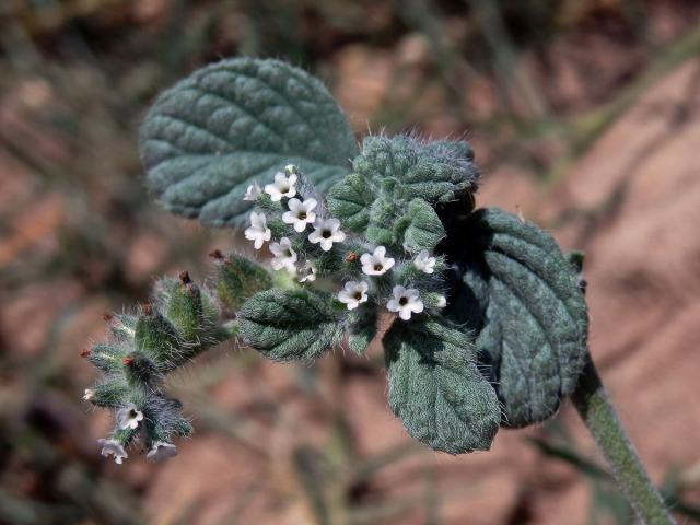 Otočník (Heliotropium supinum L.)