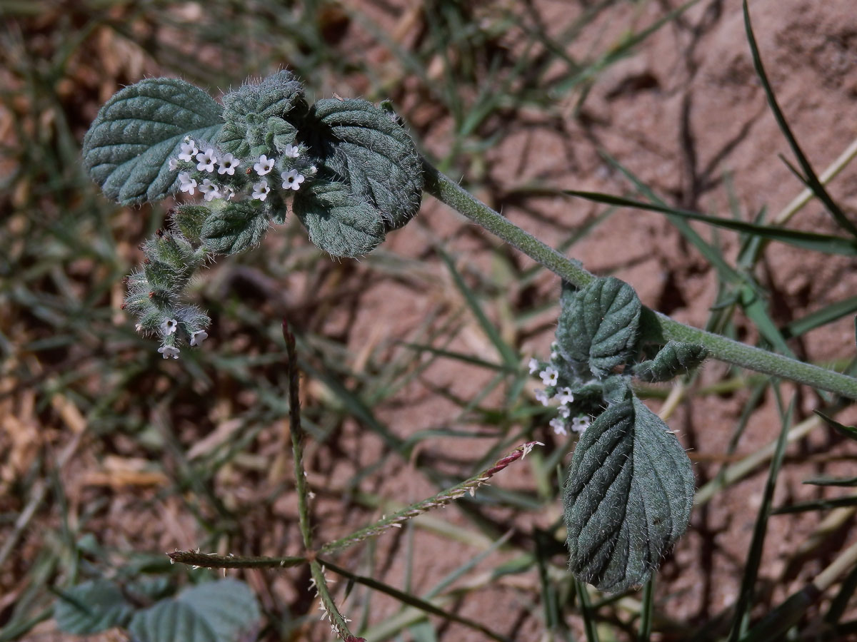 Otočník (Heliotropium supinum L.)