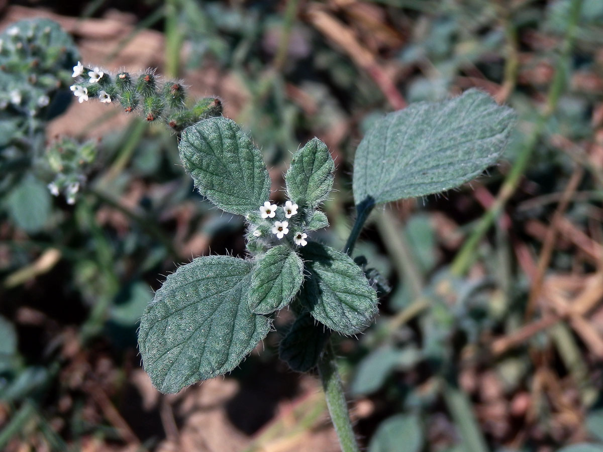 Otočník (Heliotropium supinum L.)