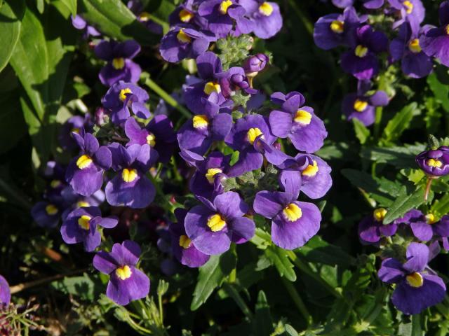 Kejklířka (Mimulus ringens L.)