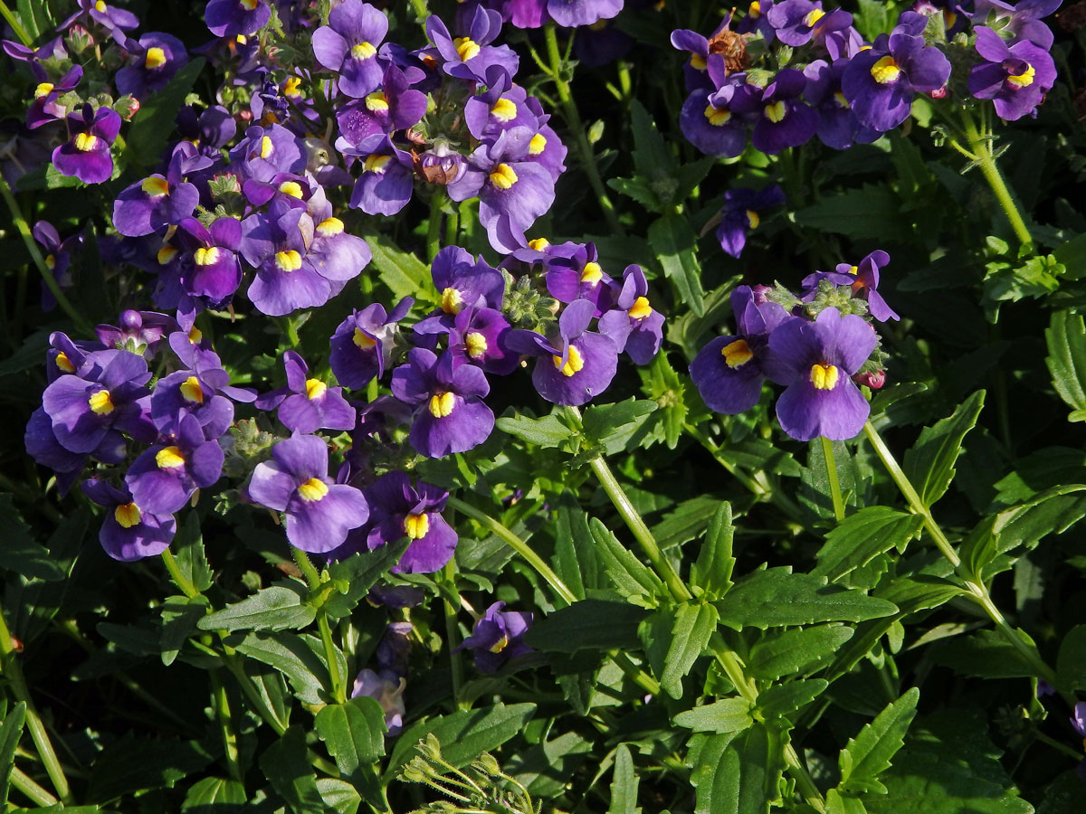 Kejklířka (Mimulus ringens L.)