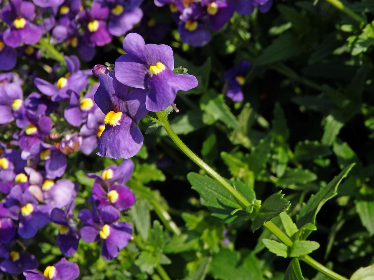 Kejklířka (Mimulus ringens L.)