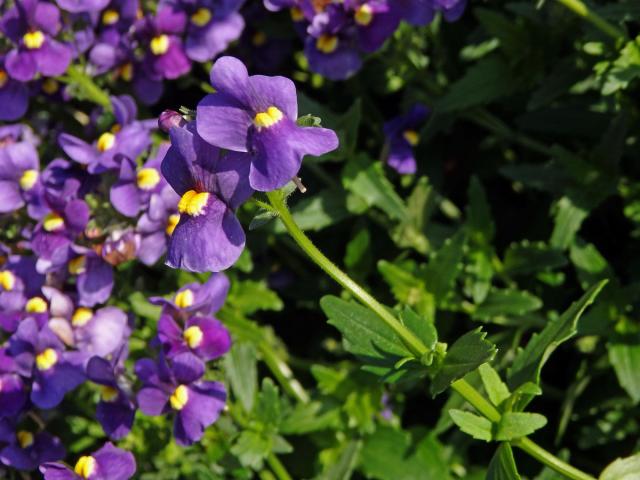 Kejklířka (Mimulus ringens L.)