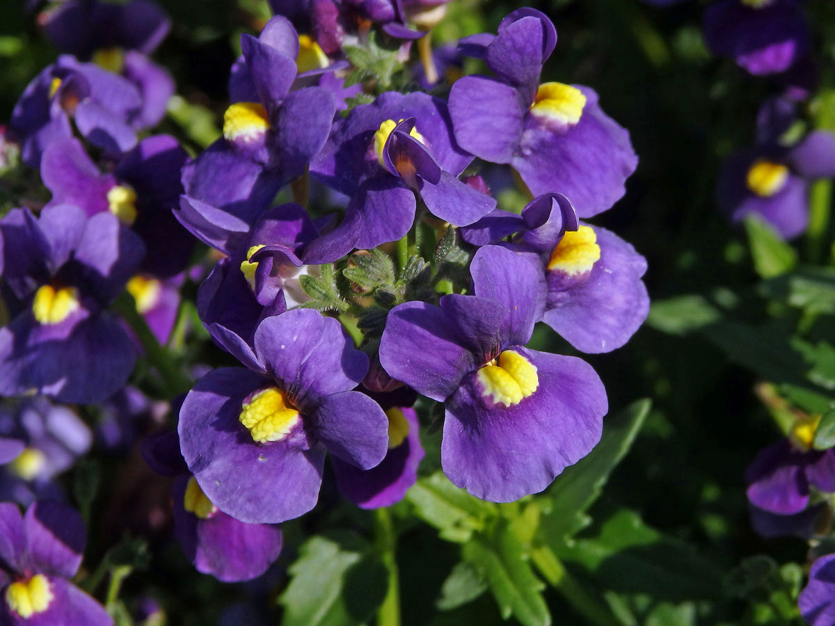 Kejklířka (Mimulus ringens L.)