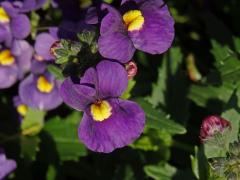 Kejklířka (Mimulus ringens L.)