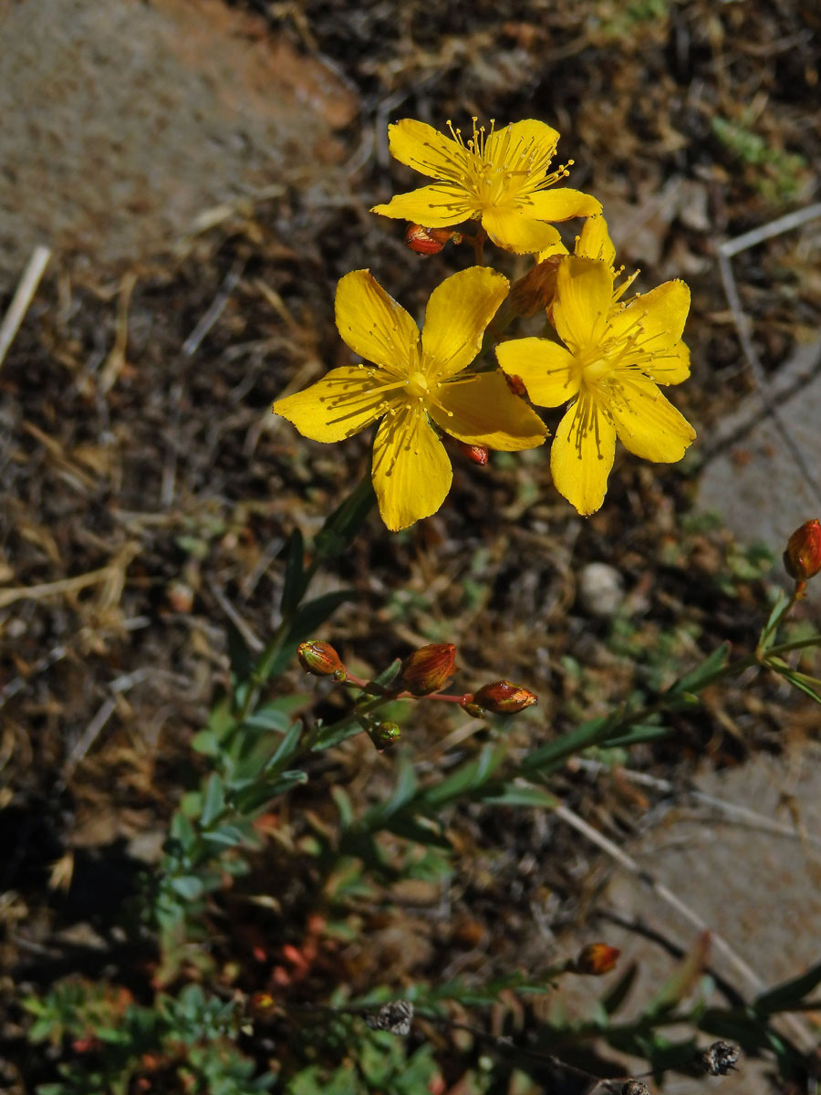 1_Třezalkovité: Třezalka (Hypericum)